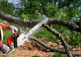 Best Tree Mulching  in Honeyville, UT