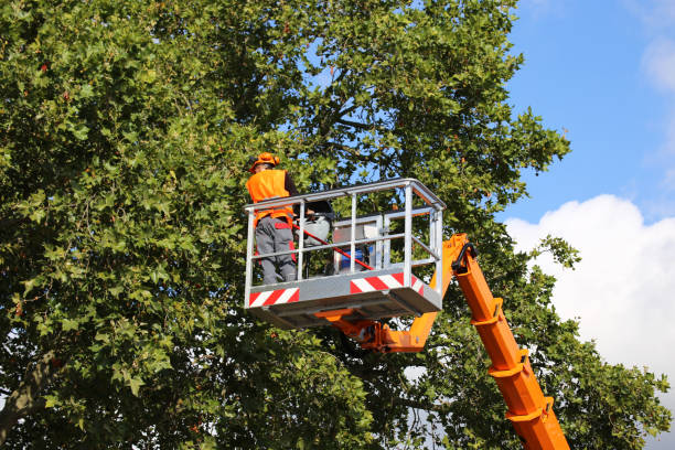 Best Tree Disease Treatment  in Honeyville, UT