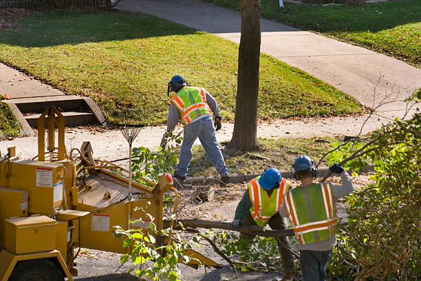Best Firewood Processing and Delivery  in Honeyville, UT