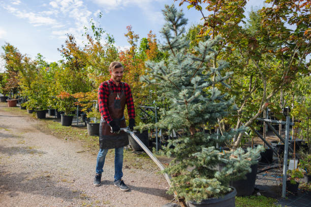 Best Tree Maintenance Programs  in Honeyville, UT