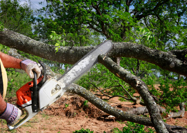 Best Tree Cabling and Bracing  in Honeyville, UT